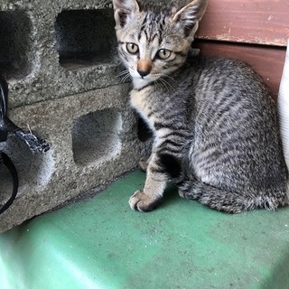 ちょっとお転婆なキジ猫ちゃん