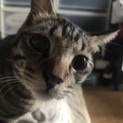 急募、里親さん。人懐こい猫懐こい成猫です。