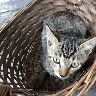 やんちゃなキジ猫ちゃん