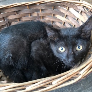 幸運をもらたす黒猫くん