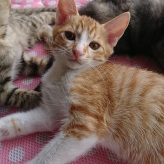 茶白のイケメン☆大の甘えん坊☆