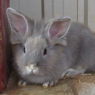 ちょっぴりライオンなおっとり目の女の子①