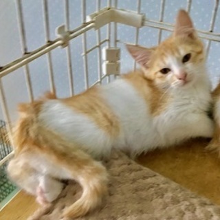 猫親様募集中