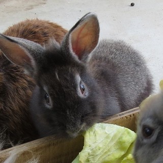 コンパクトな感じの黒い女の子②