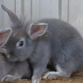 少しライオンかな？グレーの女の子④トライアル中