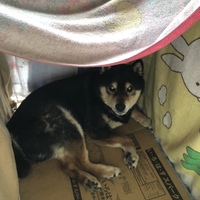 ライ