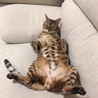 猫のひらき