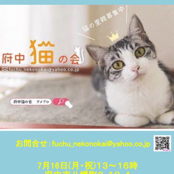  猫の譲渡会、開催【NPO法人 府中猫の会】