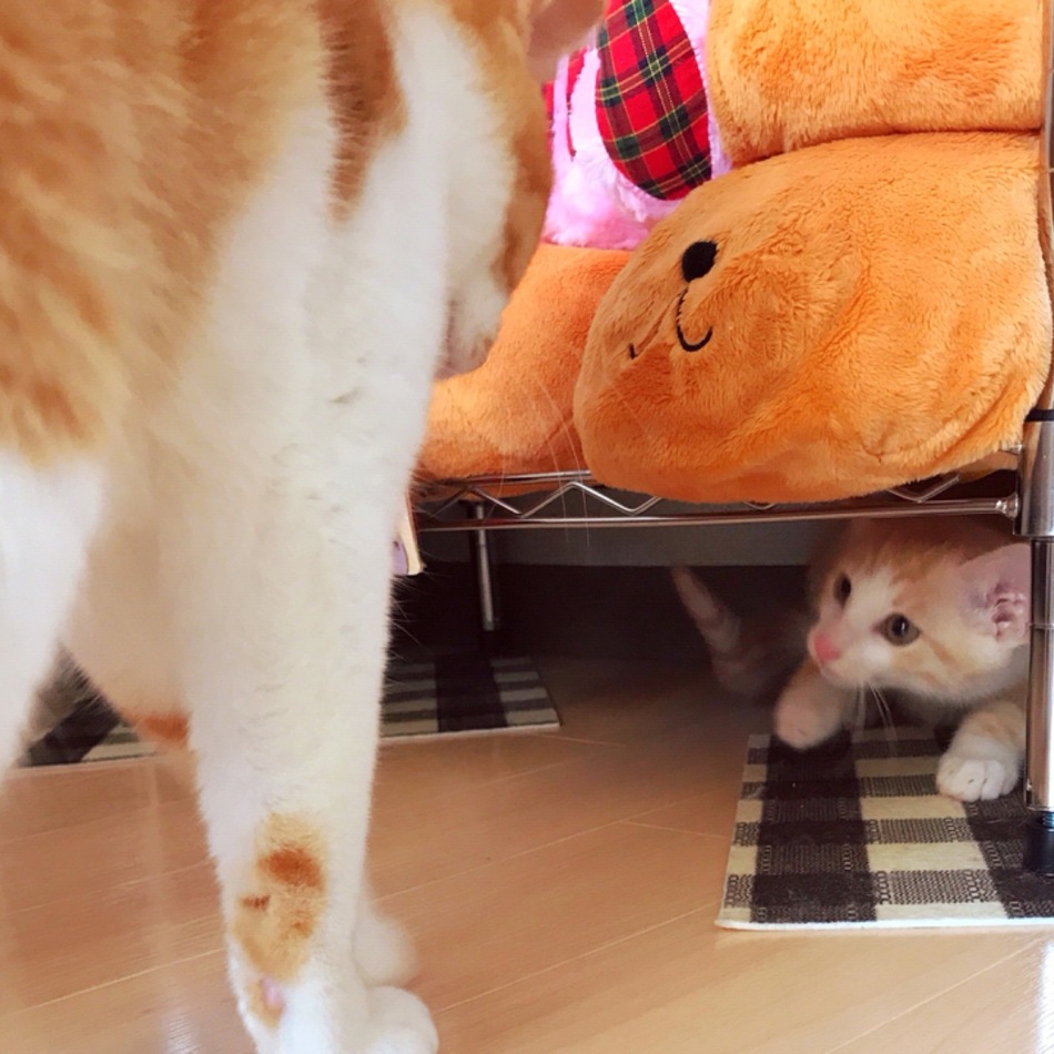琥珀のカバー写真