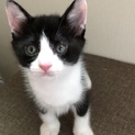 子猫の里親募集中