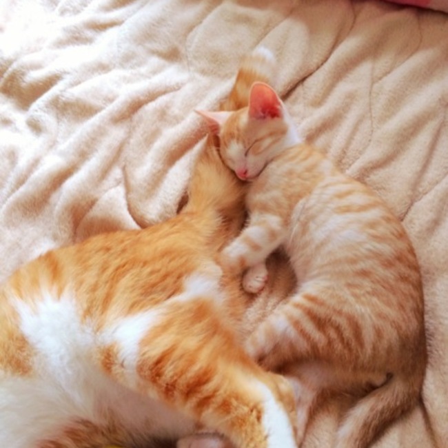 秋月2525のカバー写真