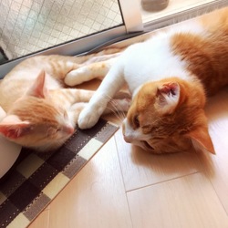 ２匹目として