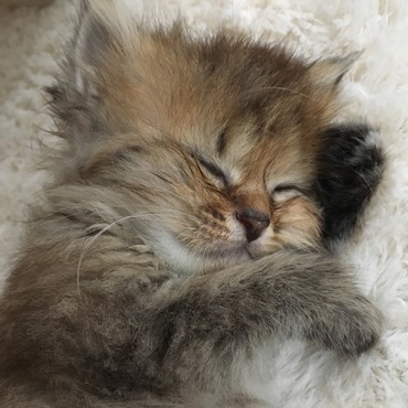 うずら グッスリ