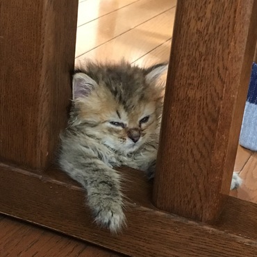 うずら 偉そうな