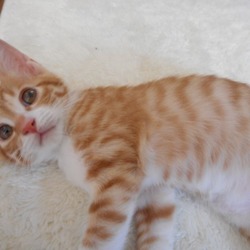 ドン君もうすぐ１５００グラムに すがこんこんさんのペットログ ペットのおうち 月間利用者150万人