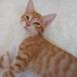 ドン君もうすぐ１５００グラムに すがこんこんさんのペットログ ペットのおうち 月間利用者150万人