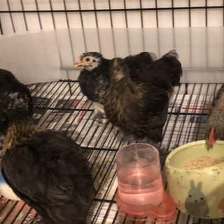 鶏ペキンバンタム  里親様決まりました