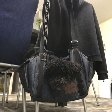 椅子に掛けたカバンに入ると落ち着く〜
