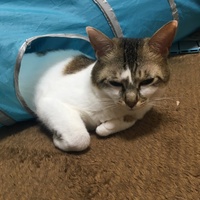 しゃけちゃん