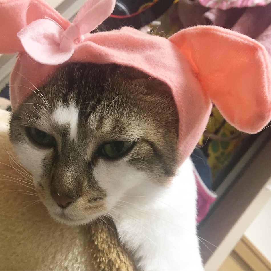 しゃけちゃんのカバー写真