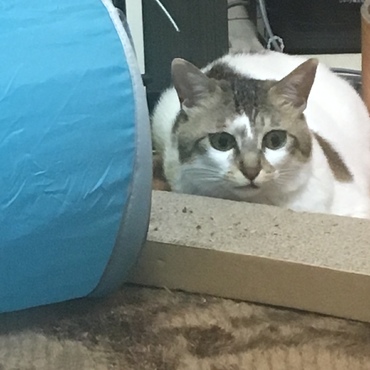 しゃけちゃんの写真