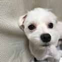 人懐っこいマルチーズ！