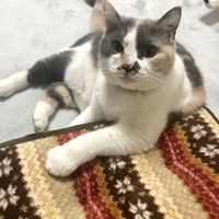 ミーちゃん