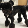 クマちゃうで、犬やでぇ〜