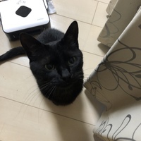 ボン