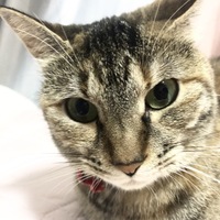ニャーちゃん