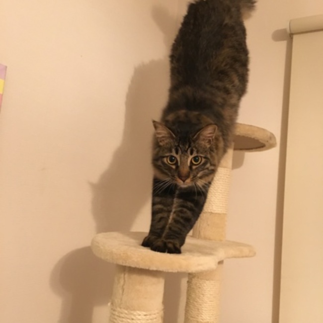岡山 倉敷 ねこさんRoomのカバー写真