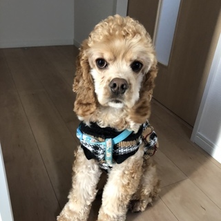 人懐っこいアメコカ♂です！