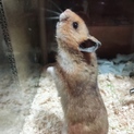 ハムスターの里親募集