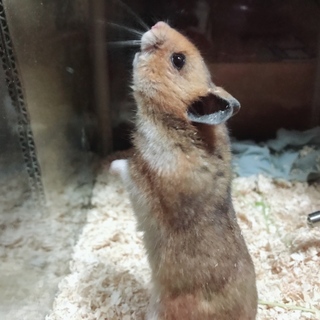 ハムスターの里親募集