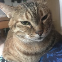ほたて