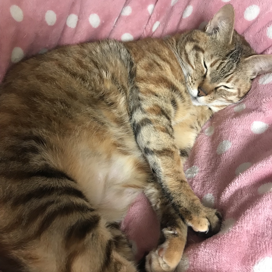 ほたてのカバー写真
