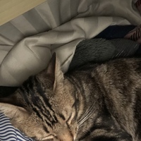 キン