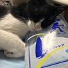の写真