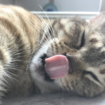 ほたての写真