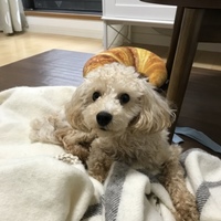 きゅう