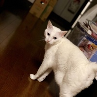 めめちゃん