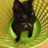 ごま