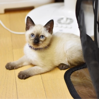 シャム風美猫【夕子】
