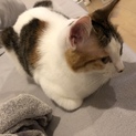 三毛猫 11ヶ月 メス