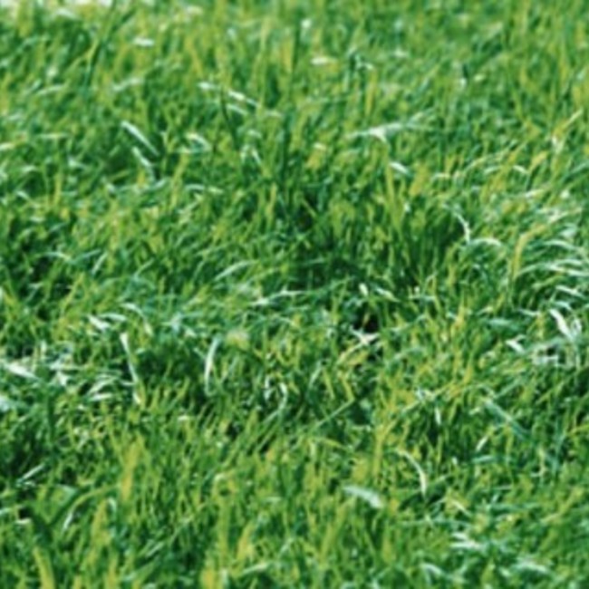 ラヴィン 犬の命をつなぐ会のカバー写真