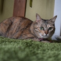 みーちゃん