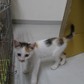 いも餡ちゃん☆女の子