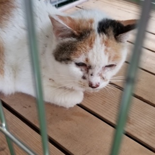 処分間近 おばあちゃんミケさん 動画あり