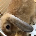 人懐っこいロップイヤーの男の子