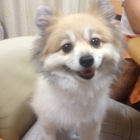 らん